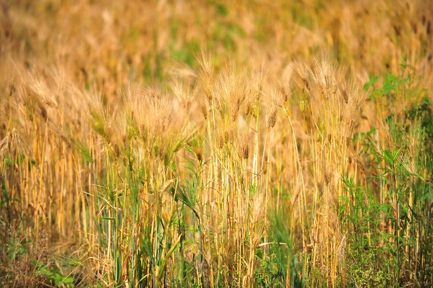 여주 습지 남한강 사진